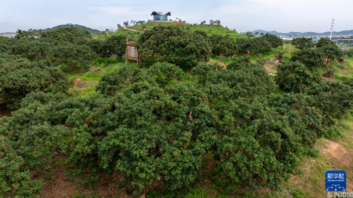 广东茂名：荔枝飘香(图4)