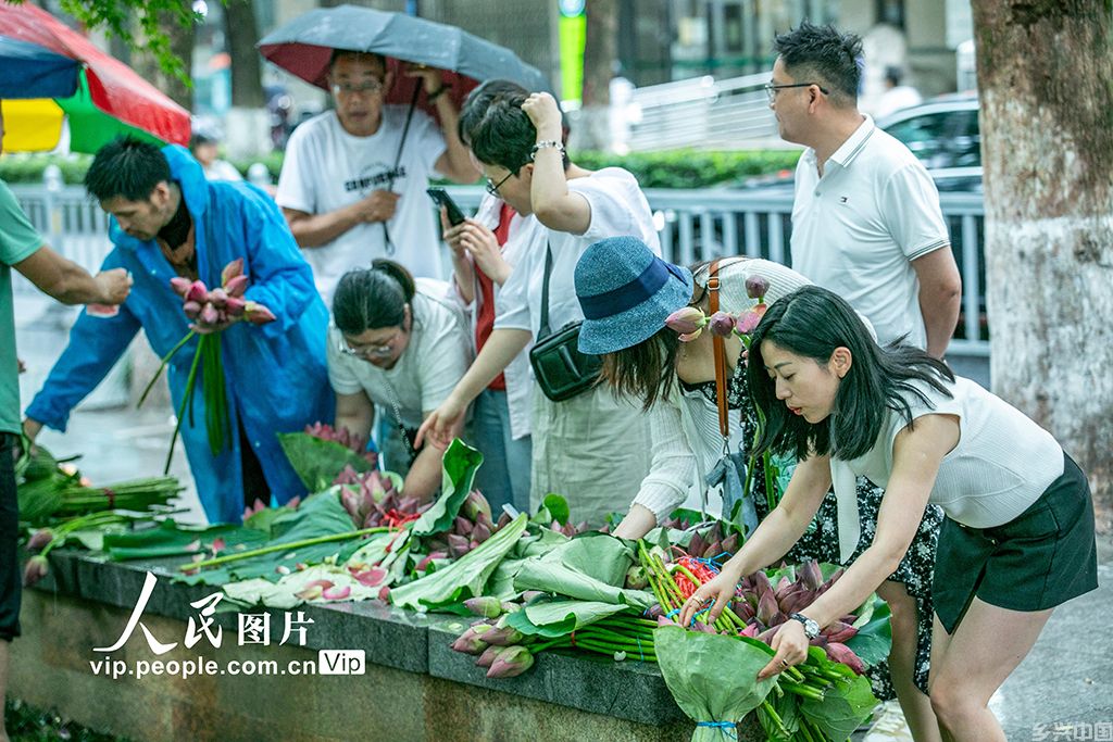 江苏苏州:荷花市集开市【4】