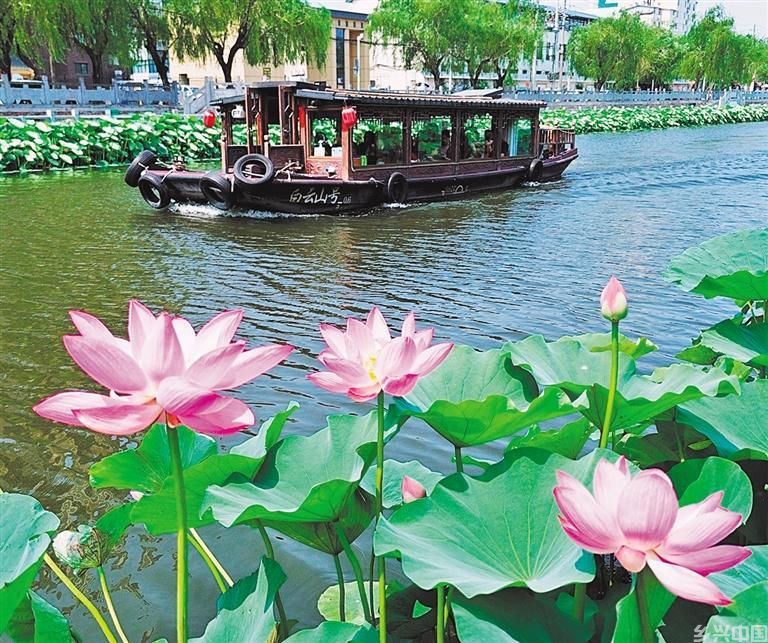 清塘荷韵(图7)