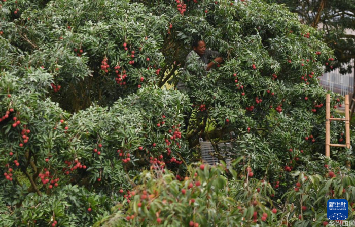 48小时“鲜”达 岭南荔枝香飘迪拜(图4)