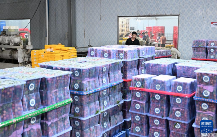 48小时“鲜”达 岭南荔枝香飘迪拜(图8)