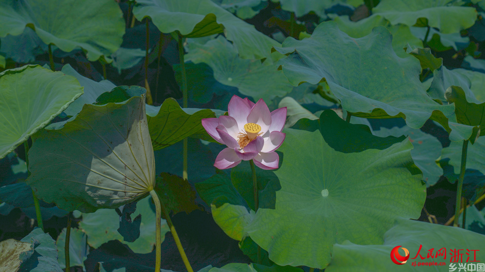 6月下旬，走马塘村荷花盛开。人民网 刘欣蔚摄