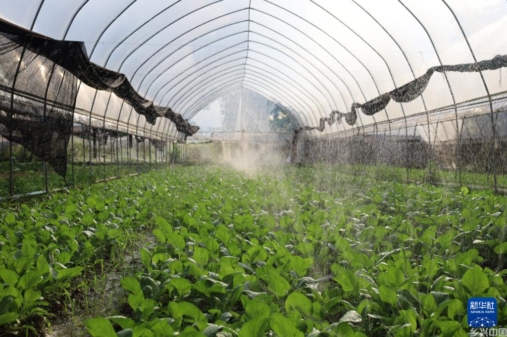 中国大棚种植技术让老挝金花村焕发新生(图4)