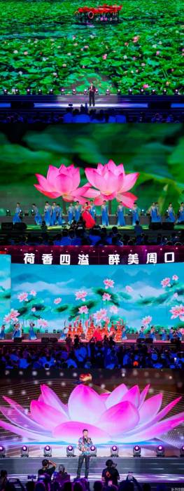 打造“荷美经济”产业链,来周口解锁夏日“荷颜悦色”!(图7)