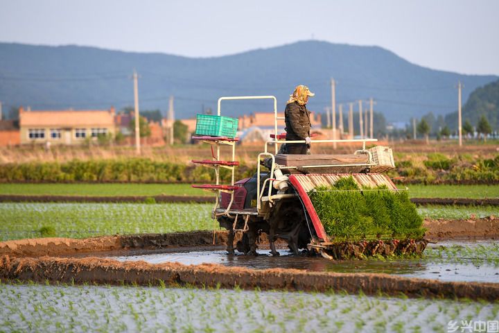 有绿、有技、有特色——在“活力中国调研行”中感受乡村振兴新活力(图7)