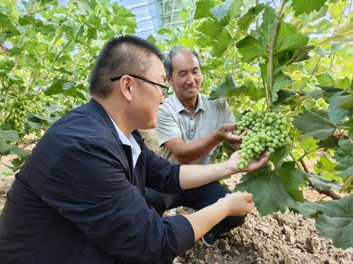 凉州盛夏果蔬香 遍地丰景促增收(图14)