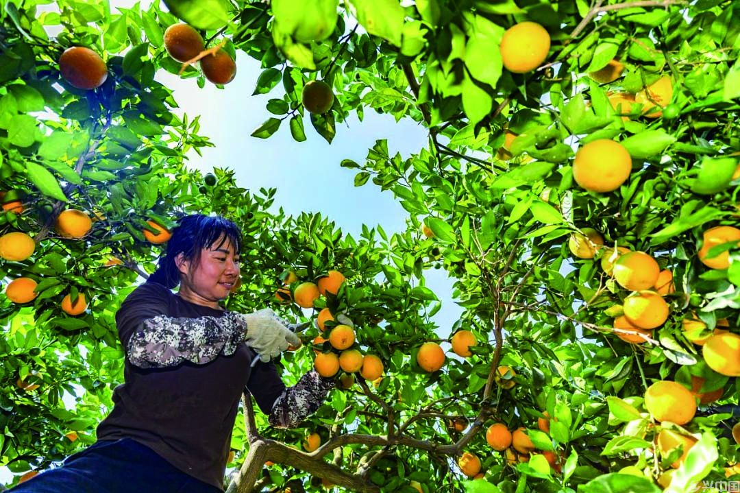 乡村何以“著名”？(图5)
