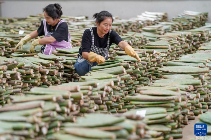 他们回到荒山 在石缝里种下“春天”(图9)