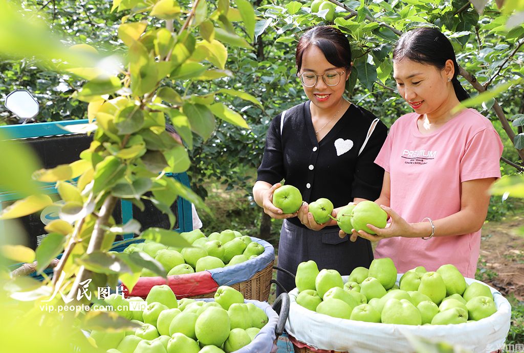 甘肃民乐:早酥梨喜获丰收【5】