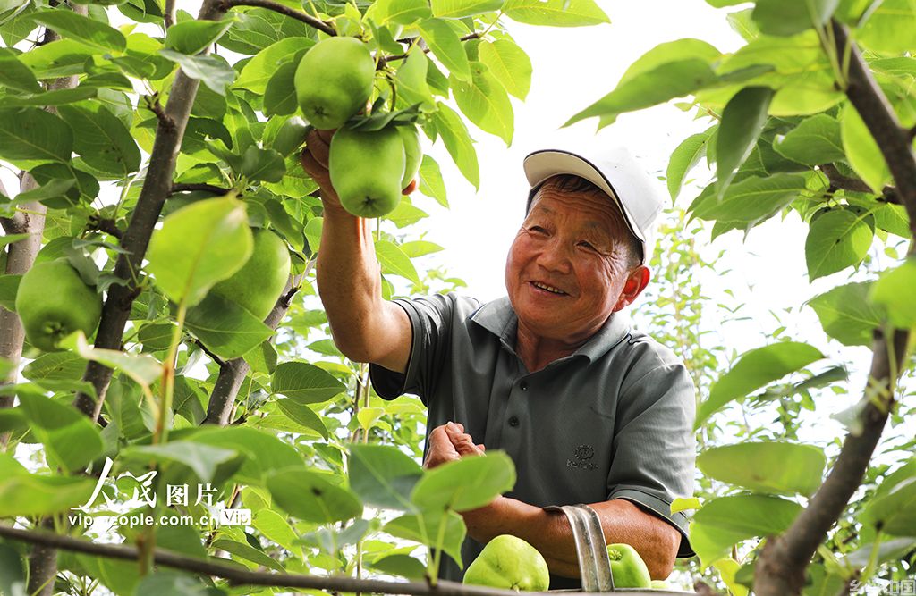 甘肃民乐:早酥梨喜获丰收【2】