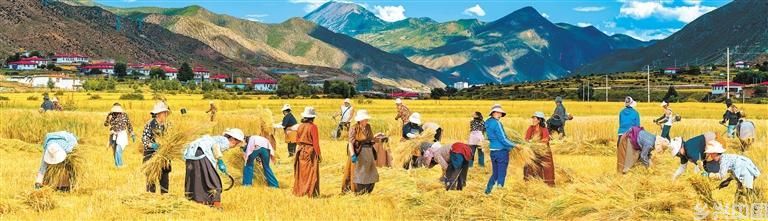 格桑花开(图5)