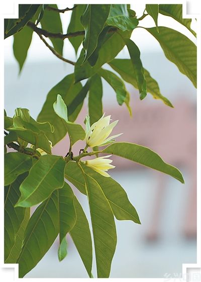 白兰香飘岭之南(图3)