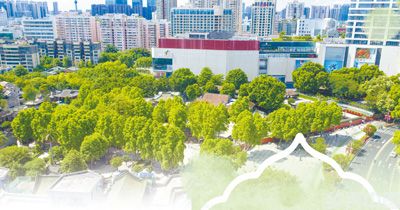 白兰香飘岭之南(图1)