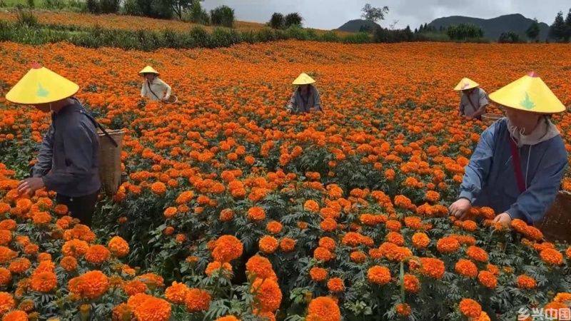 “来自乡村的礼物”8月回眸：农品消费正当时(图7)