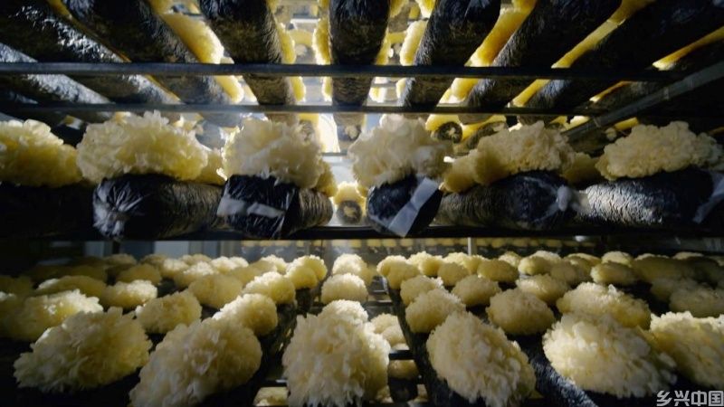 “来自乡村的礼物”8月回眸：农品消费正当时(图1)