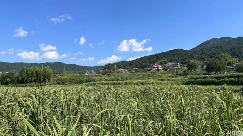 “来自乡村的礼物”8月回眸：农品消费正当时(图5)
