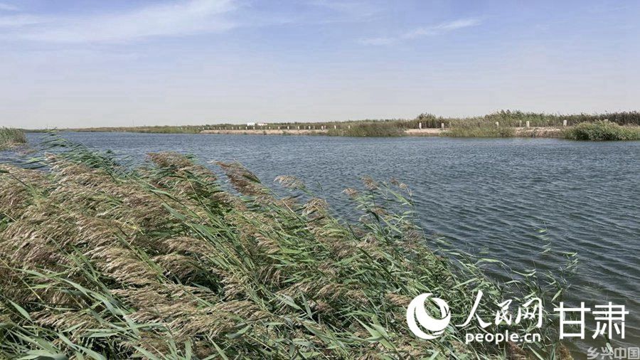 青土湖碧波荡漾、芦苇摇曳。人民网记者 王绍绍摄