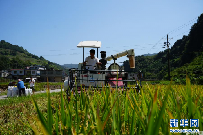 云南昭通多地稻浪涌 农户收割装运忙(图4)