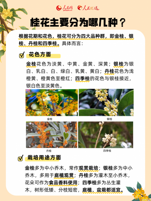 秋风起桂花香,一起邂逅“桂花味”的秋天(图1)