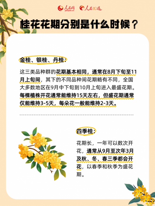 秋风起桂花香,一起邂逅“桂花味”的秋天(图2)