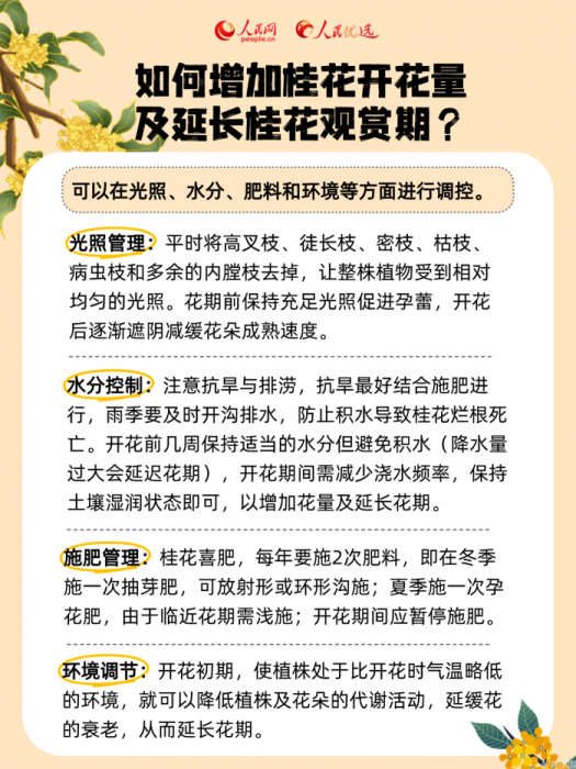 秋风起桂花香,一起邂逅“桂花味”的秋天(图4)