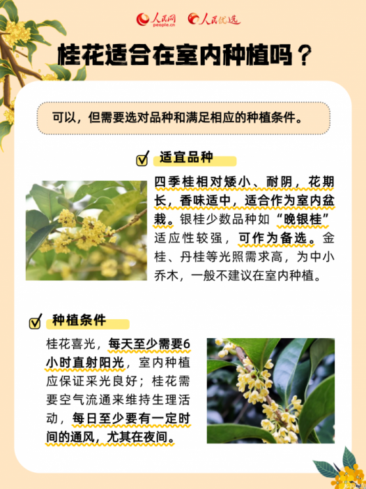 秋风起桂花香,一起邂逅“桂花味”的秋天(图5)