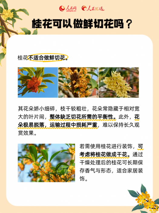 秋风起桂花香,一起邂逅“桂花味”的秋天(图6)