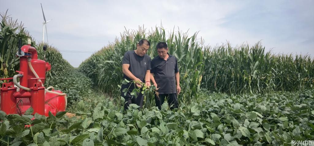 “齐鲁粮仓”持续丰盈——山东多措并举确保粮食稳产增产(图1)