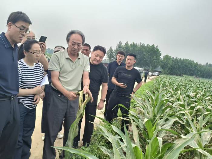 抢种洪灾后(图4)
