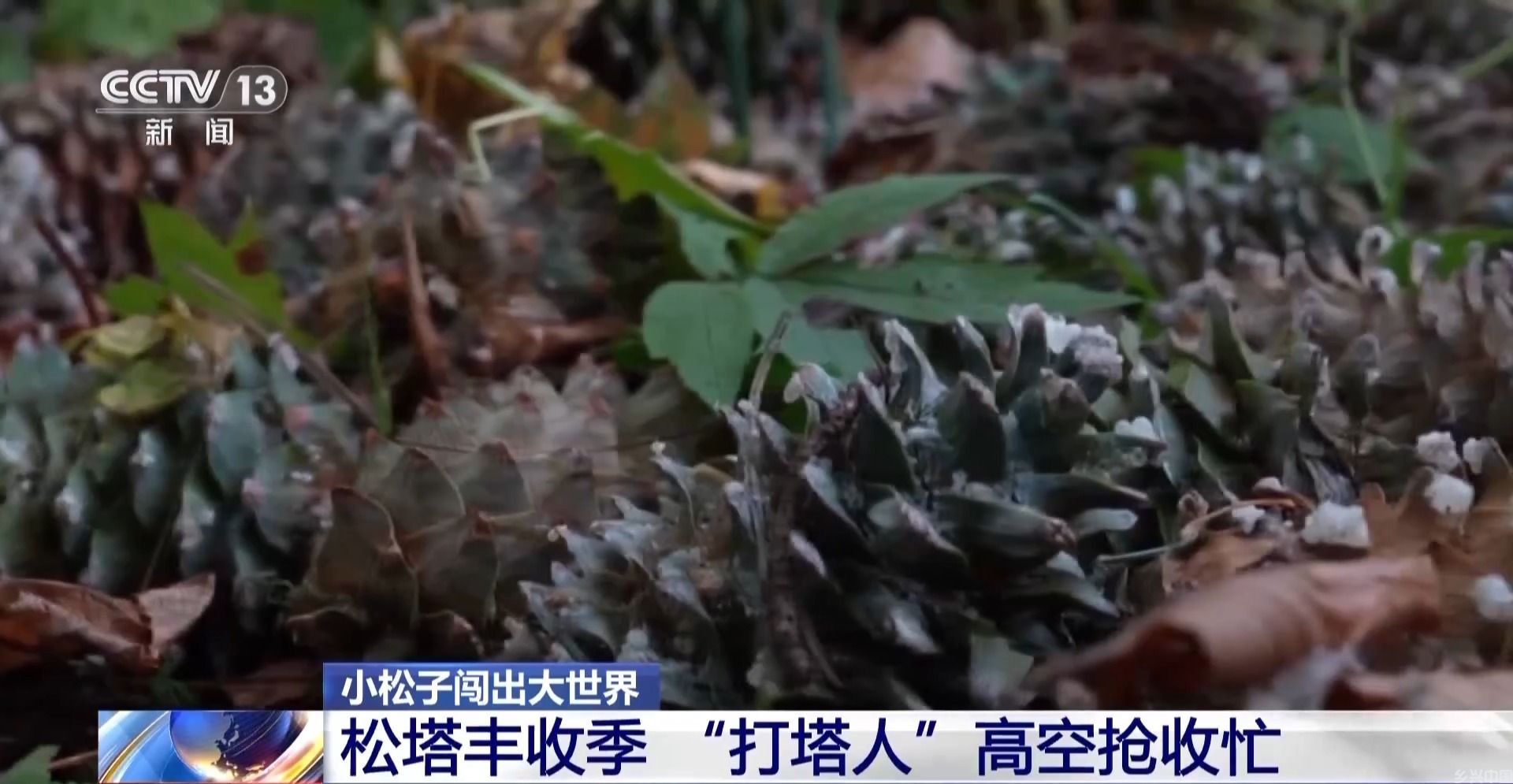 全球松子产业之都！东北小城梅河口藏不住了(图2)
