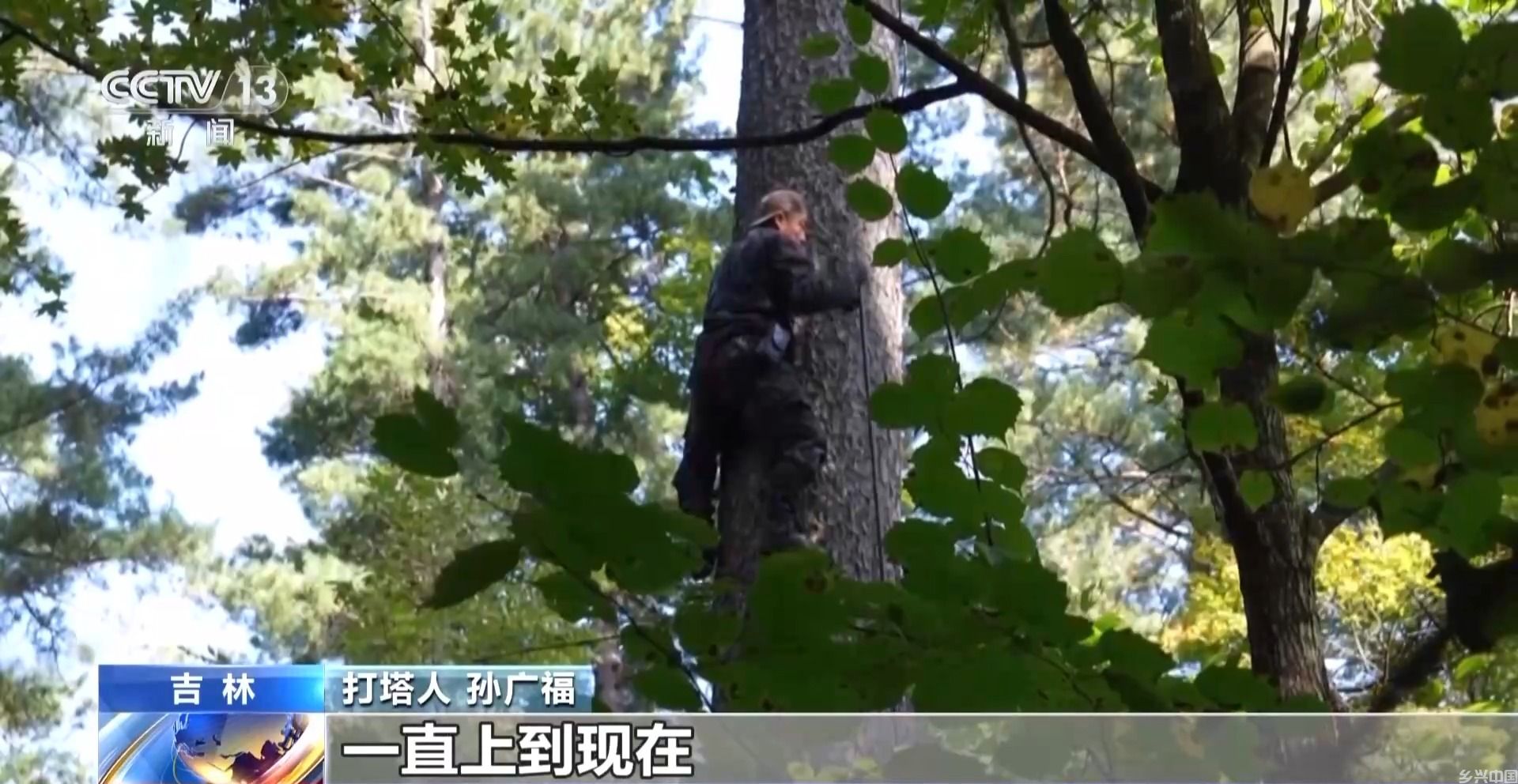 全球松子产业之都！东北小城梅河口藏不住了(图3)