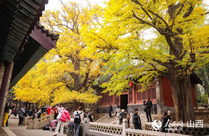 游人在两株500年树龄的银杏树下打卡拍照。人民网记者 王帆摄