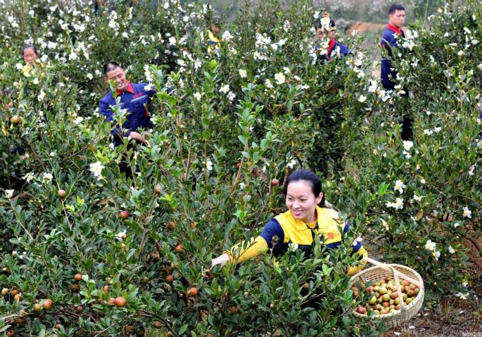 “十四五”期间我国茶油产量增长53%(图1)