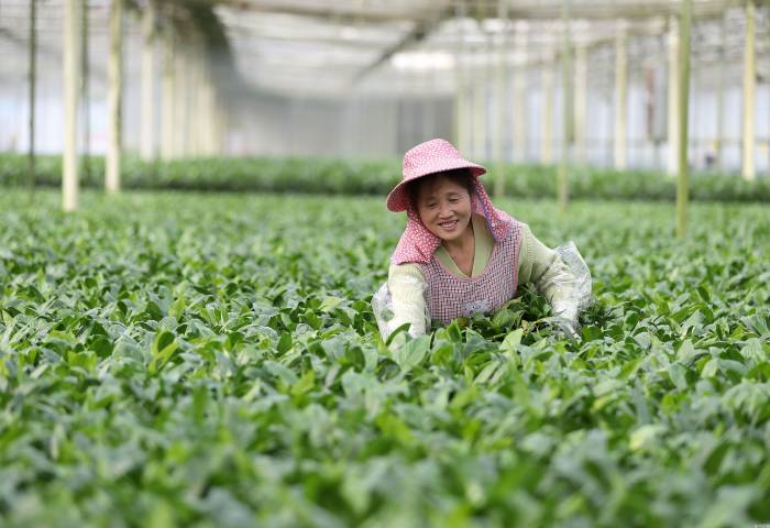 湖北钟祥：千亩花海铺就乡村“致富路”(图2)