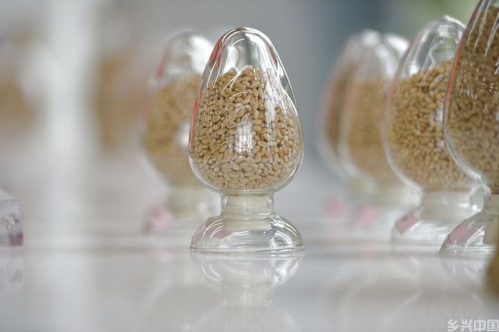 用更多好种子守护美好生活——种业振兴行动五年间(图3)