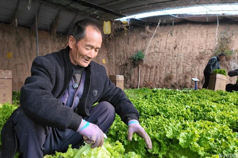 种植户贾德全采收生菜。刘珊珊摄
