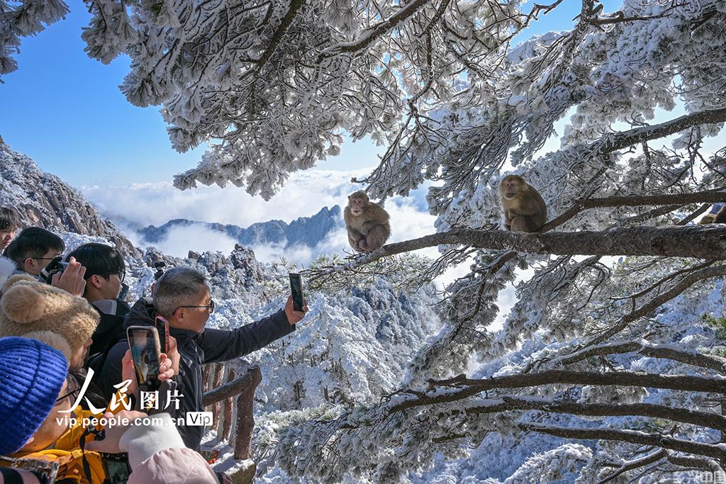 安徽：黄山短尾猴萌趣迎游客
