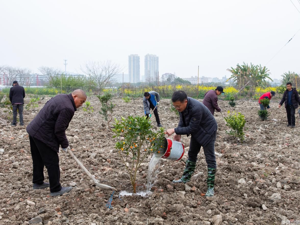 植绿护绿正当时  扮靓美丽家园 ——浙江省乐清市北白象镇垟田村开展植树活动提升人居环境
