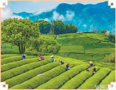 春茶一叶滋味新(图2)