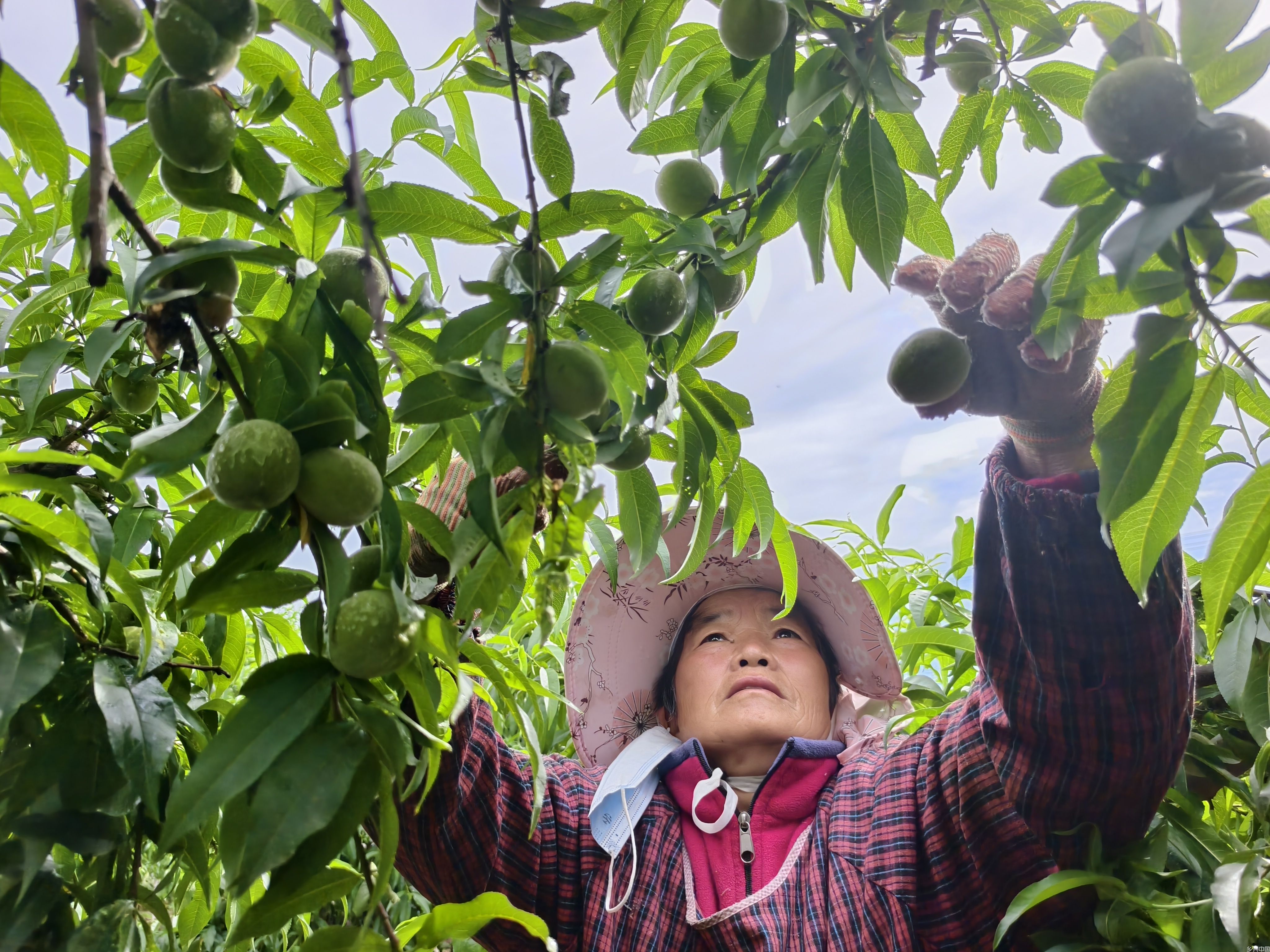 初夏黄桃管护忙(图1)