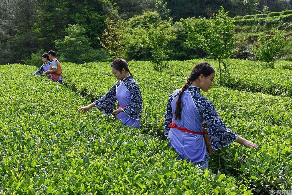 茶文旅蓬勃发展,中国茶如何从单一饮品成长为“万能搭子”?(图4)
