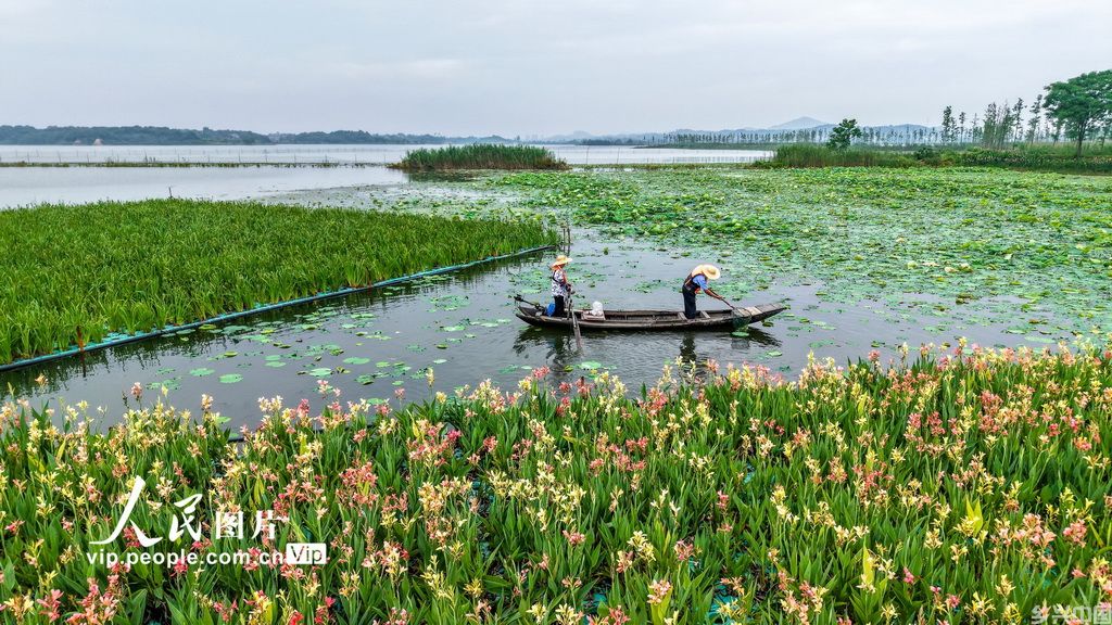 湖北浠水：策湖湿地护清波