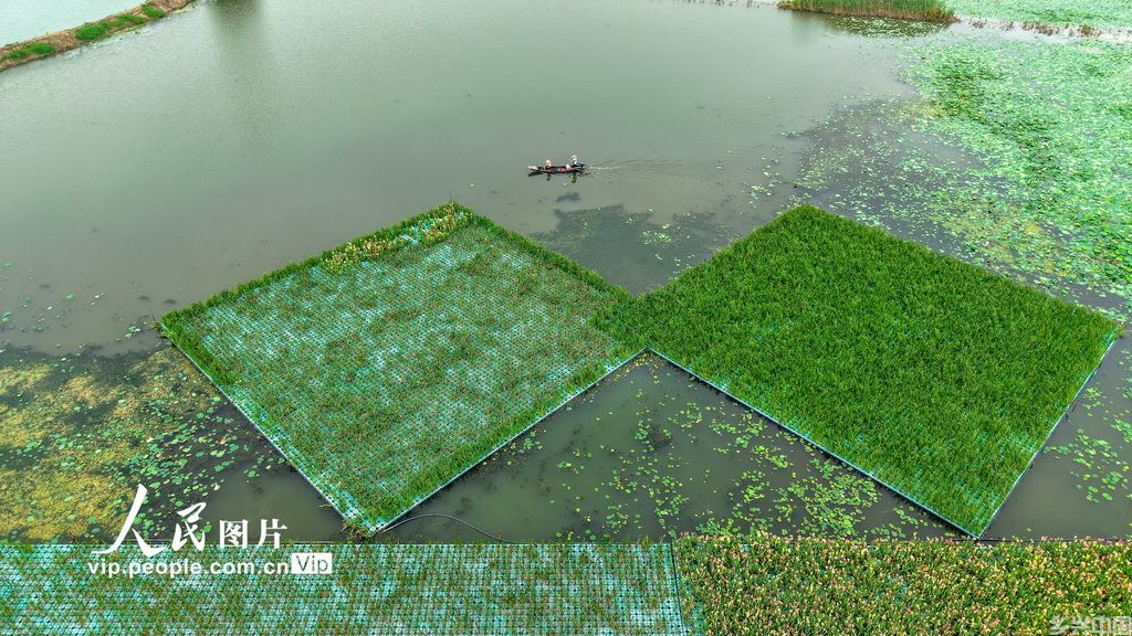 湖北浠水：策湖湿地护清波【2】