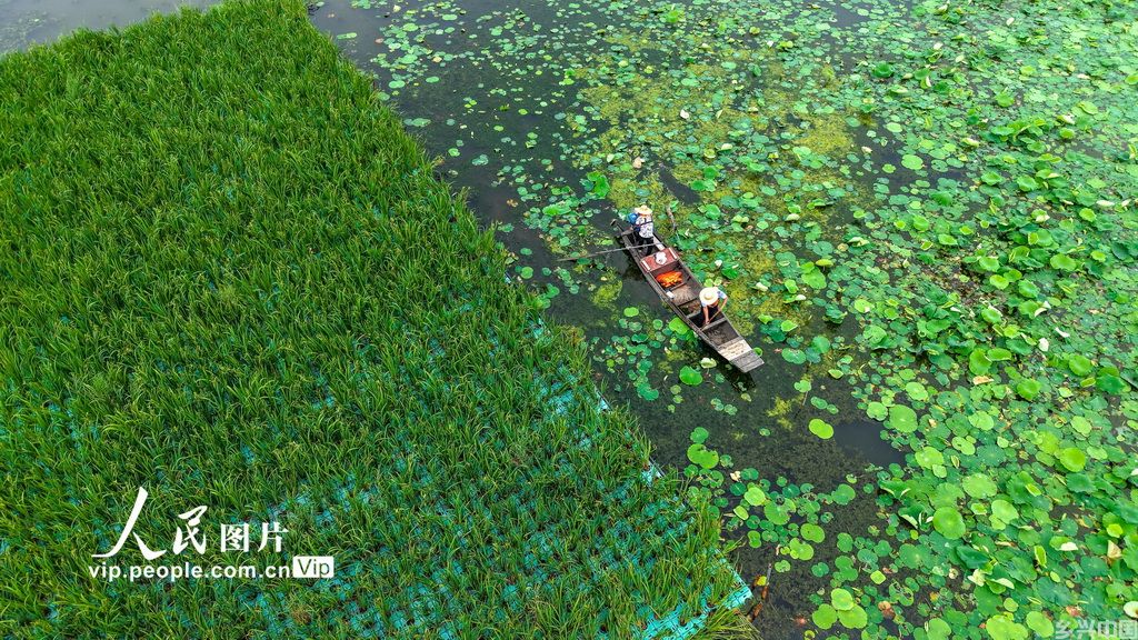 湖北浠水：策湖湿地护清波【4】