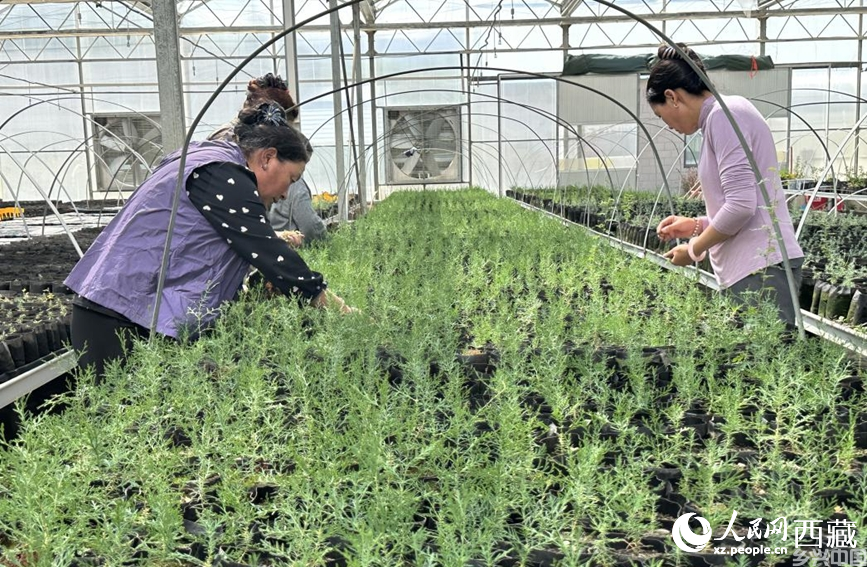 桑达村村民掌握育苗技术，实现增收。人民网记者 次仁罗布摄
