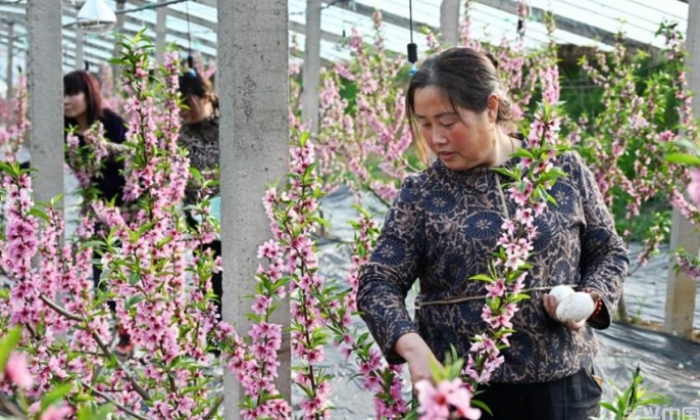 生态桃花朵朵开