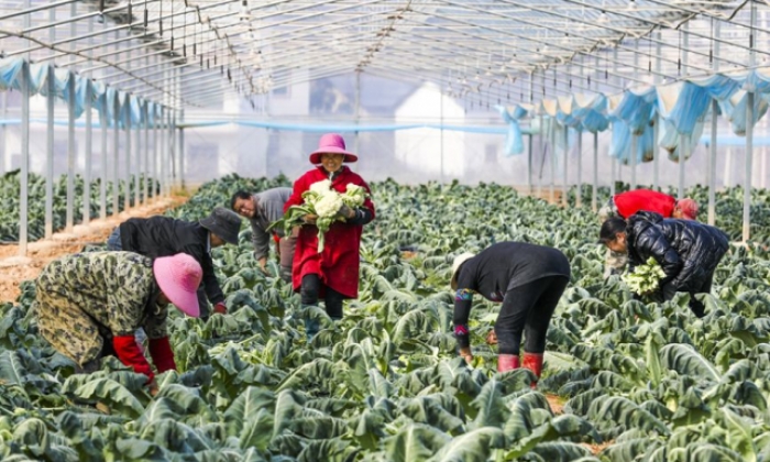 江西南丰：大棚蔬菜采收忙