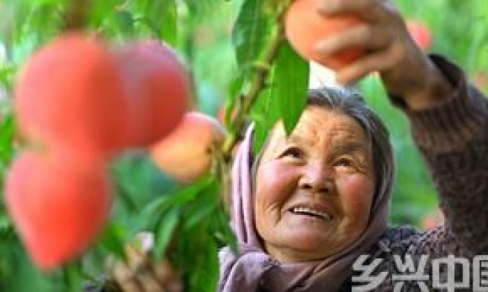 河北乐亭：春分时节鲜桃飘香