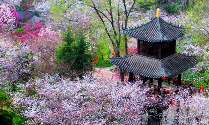 春花邂逅古建，花都“种花人”的中式浪漫