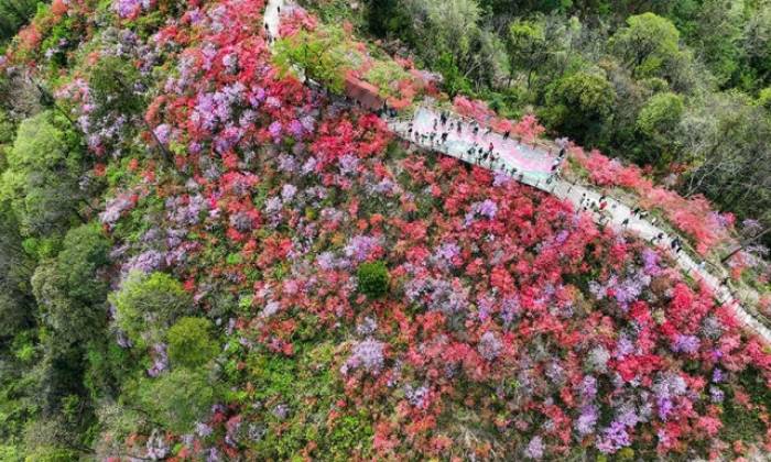 安徽岳西：杜鹃花开迎客来